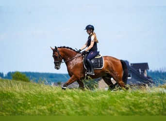 Otras razas, Caballo castrado, 5 años, 168 cm, Castaño