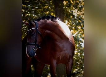 Otras razas, Caballo castrado, 5 años, 168 cm, Castaño