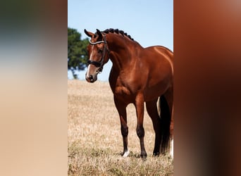 Otras razas, Caballo castrado, 5 años, 168 cm, Castaño