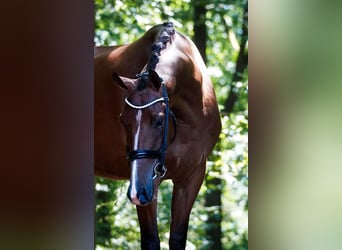Otras razas, Caballo castrado, 5 años, 168 cm, Castaño