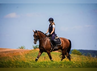 Otras razas, Caballo castrado, 5 años, 168 cm, Castaño