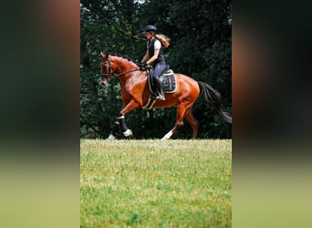 Otras razas, Caballo castrado, 5 años, 168 cm, Castaño