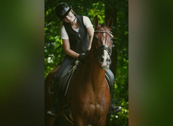 Otras razas, Caballo castrado, 5 años, 168 cm, Castaño