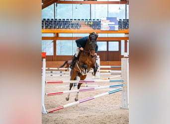 Otras razas, Caballo castrado, 5 años, 168 cm, Castaño rojizo