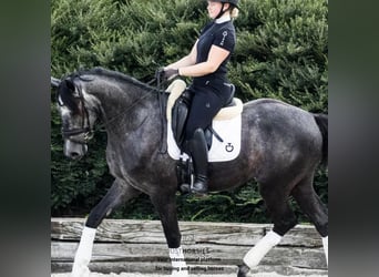 Otras razas, Caballo castrado, 5 años, 168 cm, Tordo