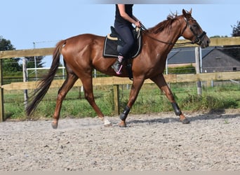 Otras razas, Caballo castrado, 5 años, 169 cm, Alazán