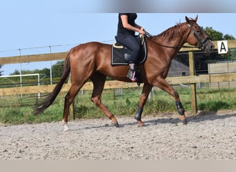 Otras razas, Caballo castrado, 5 años, 169 cm, Alazán