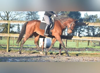 Otras razas, Caballo castrado, 5 años, 173 cm, Castaño