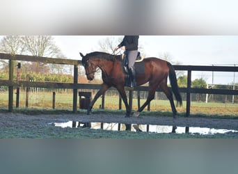 Otras razas, Caballo castrado, 5 años, 173 cm, Castaño