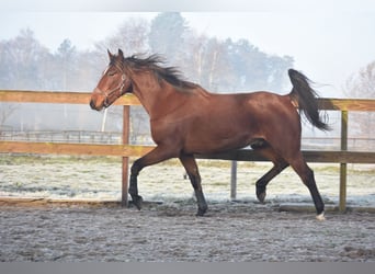 Otras razas, Caballo castrado, 5 años, 173 cm, Castaño