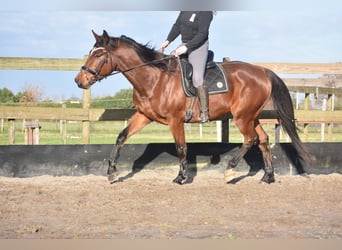 Otras razas, Caballo castrado, 5 años, 173 cm, Castaño