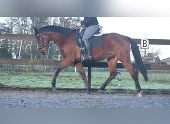 Otras razas, Caballo castrado, 5 años, 173 cm, Castaño