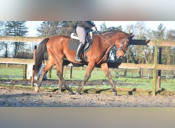 Otras razas, Caballo castrado, 5 años, 173 cm, Castaño