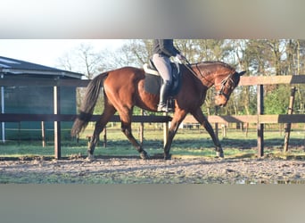 Otras razas, Caballo castrado, 5 años, 173 cm, Castaño