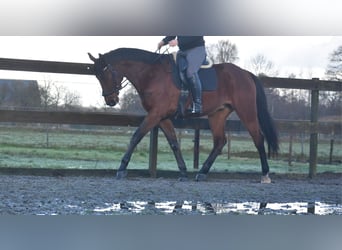 Otras razas, Caballo castrado, 5 años, 173 cm, Castaño