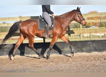 Otras razas, Caballo castrado, 5 años, 173 cm, Castaño