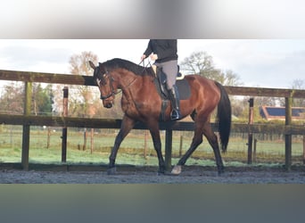 Otras razas, Caballo castrado, 5 años, 173 cm, Castaño