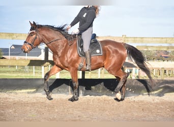 Otras razas, Caballo castrado, 5 años, 173 cm, Castaño