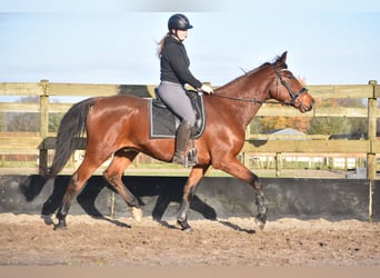 Otras razas, Caballo castrado, 5 años, 173 cm, Castaño