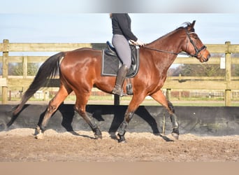 Otras razas, Caballo castrado, 5 años, 173 cm, Castaño