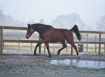 Otras razas, Caballo castrado, 5 años, 173 cm, Castaño