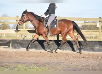 Otras razas, Caballo castrado, 5 años, 173 cm, Castaño