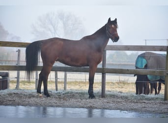 Otras razas, Caballo castrado, 5 años, 173 cm, Castaño