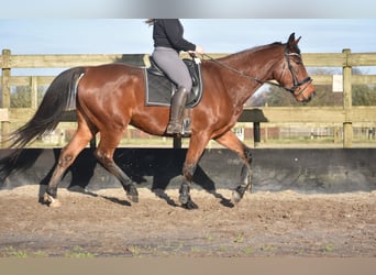 Otras razas, Caballo castrado, 5 años, 173 cm, Castaño