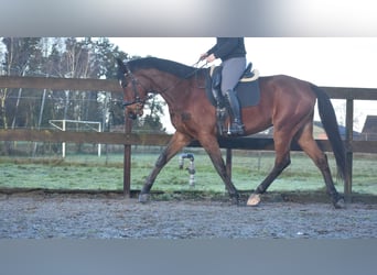 Otras razas, Caballo castrado, 5 años, 173 cm, Castaño