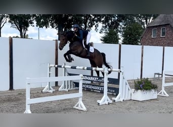 Otras razas, Caballo castrado, 5 años, Castaño