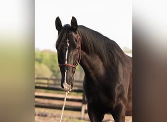 Otras razas, Caballo castrado, 5 años, Negro