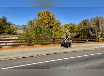 Otras razas, Caballo castrado, 6 años, 102 cm, Pío