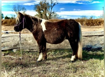 Otras razas, Caballo castrado, 6 años, 102 cm, Pío
