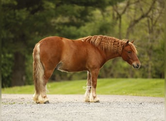 Otras razas, Caballo castrado, 6 años, 117 cm, Alazán rojizo