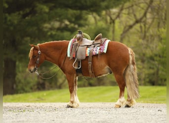 Otras razas, Caballo castrado, 6 años, 117 cm, Alazán rojizo