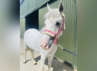 Otras razas, Caballo castrado, 6 años, 123 cm, Tordo picazo