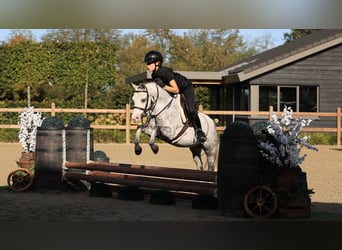 Otras razas, Caballo castrado, 6 años, 126 cm