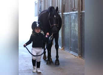 Otras razas, Caballo castrado, 6 años, 127 cm, Negro