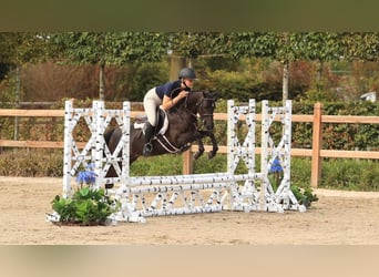 Otras razas, Caballo castrado, 6 años, 127 cm, Negro