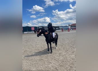 Otras razas, Caballo castrado, 6 años, 128 cm, Negro