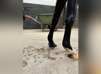 Otras razas, Caballo castrado, 6 años, 128 cm, Negro