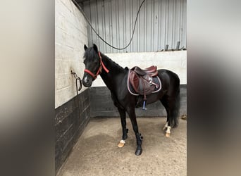 Otras razas, Caballo castrado, 6 años, 128 cm, Negro