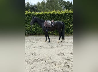 Otras razas, Caballo castrado, 6 años, 128 cm, Negro