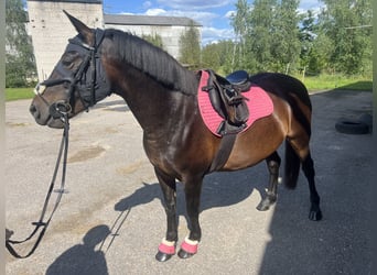 Otras razas, Caballo castrado, 6 años, 136 cm, Castaño oscuro
