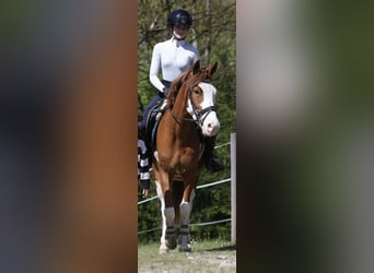 Otras razas, Caballo castrado, 6 años, 145 cm, Alazán