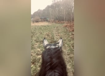 Otras razas, Caballo castrado, 6 años, 147 cm, Tordo