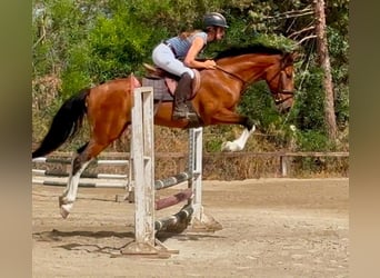 Otras razas, Caballo castrado, 6 años, 148 cm, Castaño