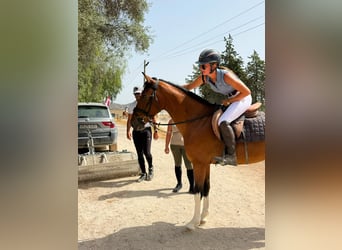 Otras razas, Caballo castrado, 6 años, 148 cm, Castaño