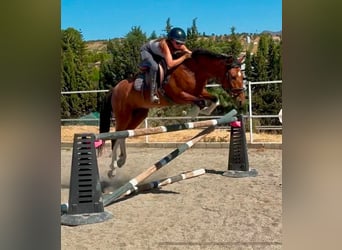 Otras razas, Caballo castrado, 6 años, 148 cm, Castaño