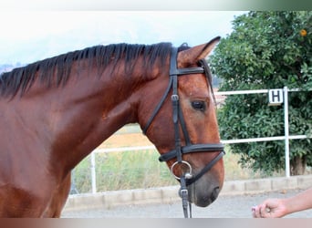 Otras razas, Caballo castrado, 6 años, 148 cm, Castaño